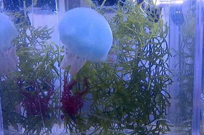 查看魚缸里的的小水母 魚缸百科 第1張 查看魚缸里的的小水母 查看魚缸里的的小水母 魚缸百科 第1張