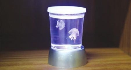查看魚缸里的的小水母 魚缸百科 第3張 查看魚缸里的的小水母 查看魚缸里的的小水母 魚缸百科 第3張