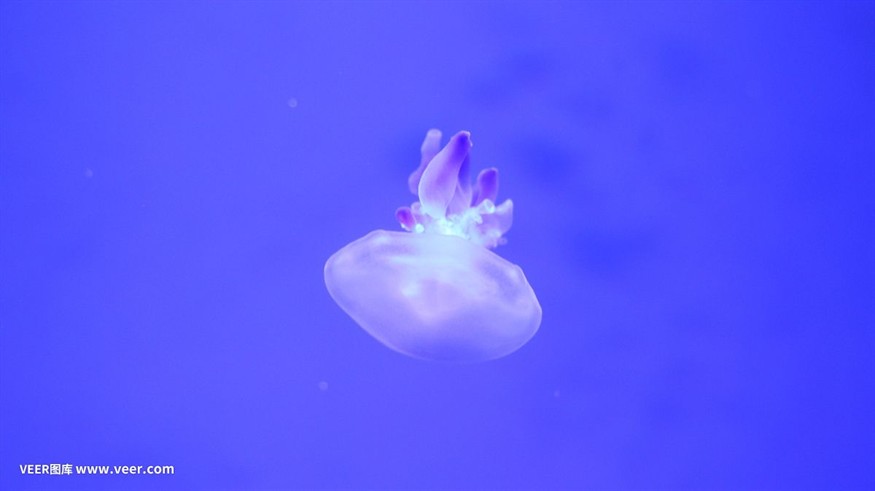 查看魚缸里的的小水母 魚缸百科 第2張 查看魚缸里的的小水母 查看魚缸里的的小水母 魚缸百科 第2張