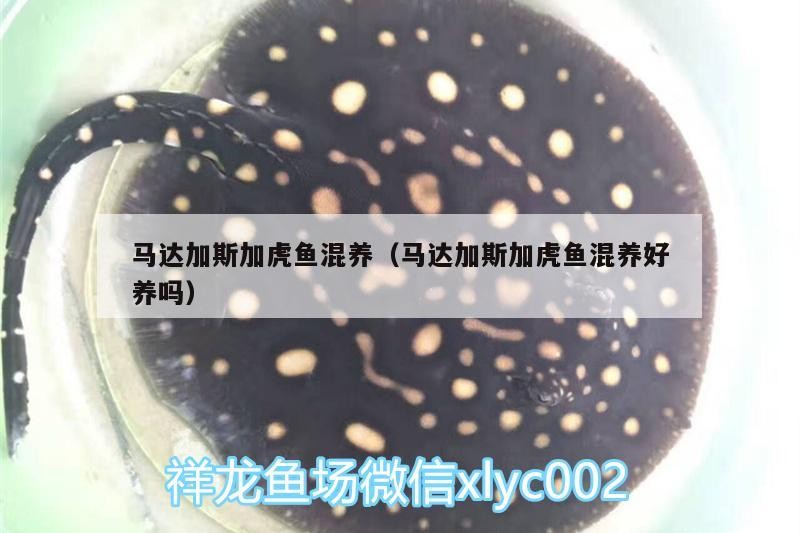 馬達加斯加虎魚混養（馬達加斯加虎魚混養好養嗎）