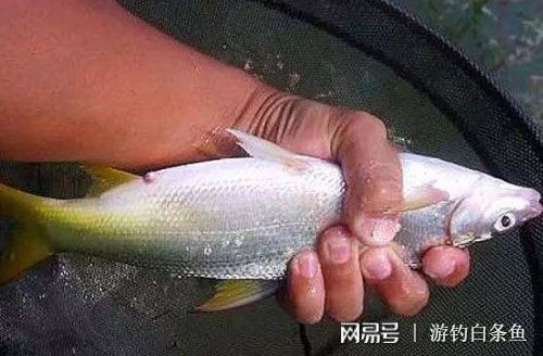 白條魚能在魚缸養嗎怎么養：養殖白條魚的注意事項