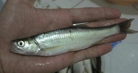 白條魚能在魚缸養嗎怎么養：養殖白條魚的注意事項