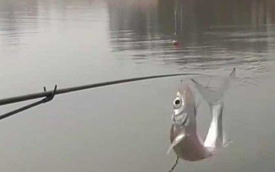 白條魚能在魚缸養嗎怎么養：養殖白條魚的注意事項