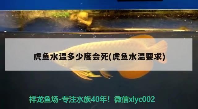 虎魚水溫多少度會(huì)死(虎魚水溫要求)