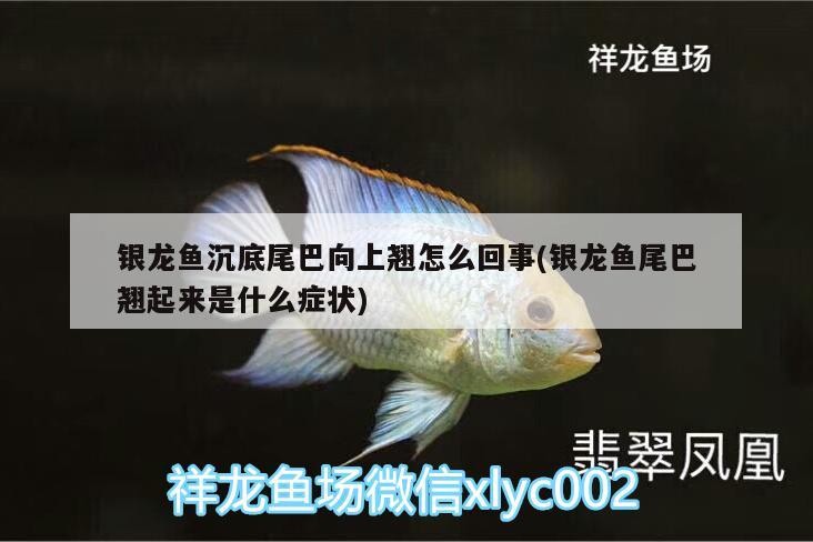銀龍魚沉底尾巴向上翹怎么回事(銀龍魚尾巴翹起來是什么癥狀)