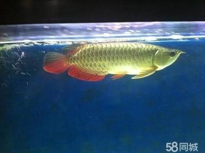龍魚多少度要加溫養護