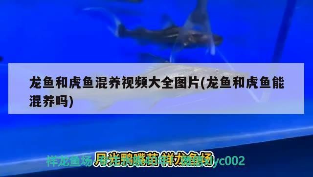龍魚和虎魚混養視頻大全圖片(龍魚和虎魚能混養嗎) 龍魚和虎魚混養視頻大全圖片(龍魚和虎魚能混養嗎) 虎魚百科