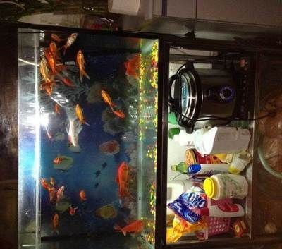 搬家送魚缸和魚有什么講究:搬家時送魚缸好還是送魚缸好? 魚缸百科 第1張 搬家送魚缸和魚有什么講究:搬家時送魚缸好還是送魚缸好? 搬家送魚缸和魚有什么講究:搬家時送魚缸好還是送魚缸好? 魚缸百科 第1張