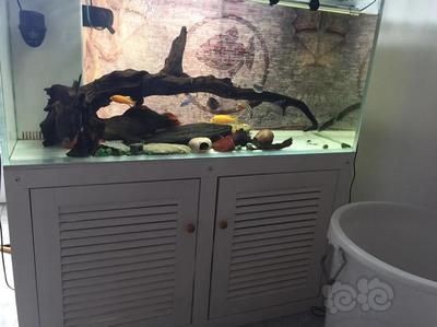 搬家送魚缸和魚有什么講究:搬家時送魚缸好還是送魚缸好? 魚缸百科 第3張 搬家送魚缸和魚有什么講究:搬家時送魚缸好還是送魚缸好? 搬家送魚缸和魚有什么講究:搬家時送魚缸好還是送魚缸好? 魚缸百科 第3張