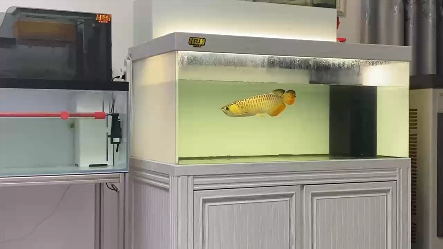 飯后看看魚喝喝茶聊聊天