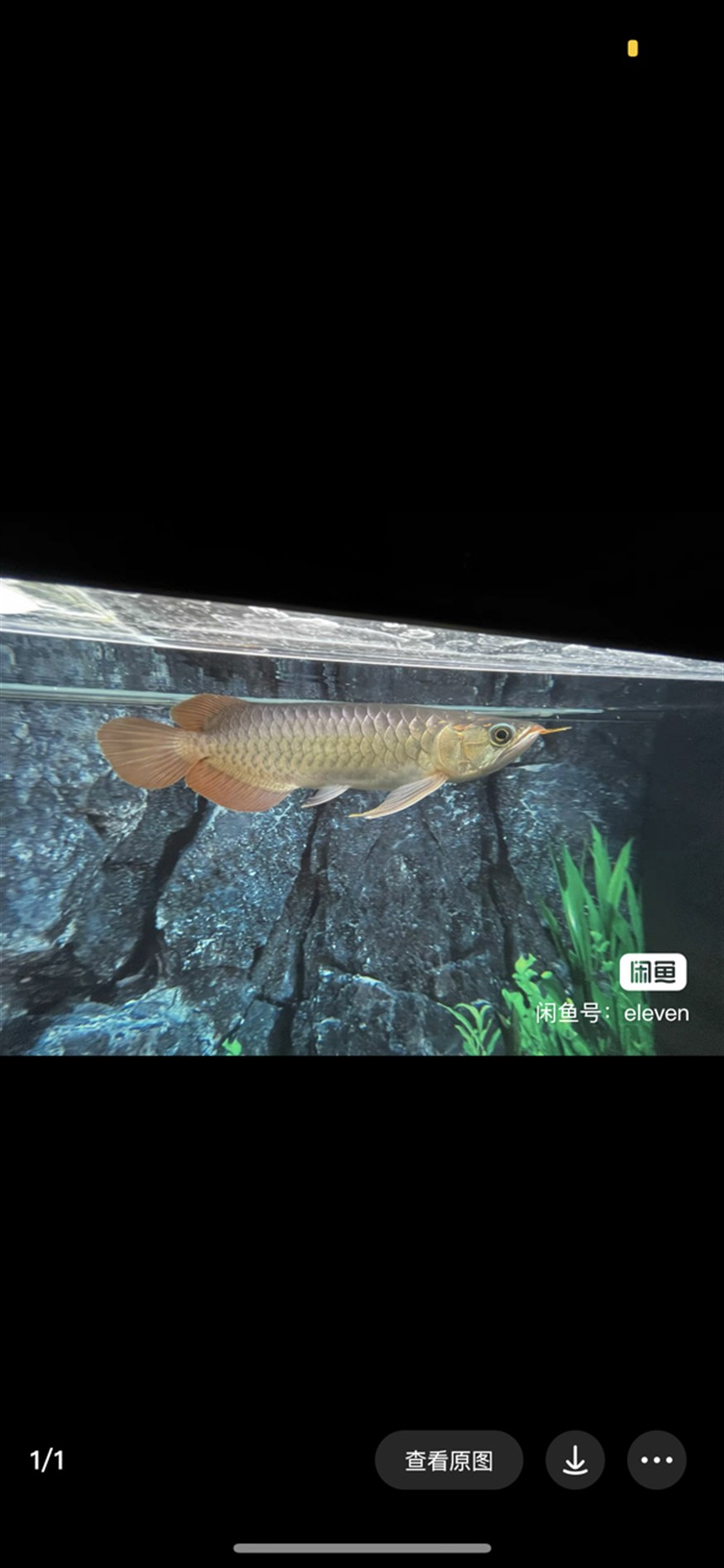 紅龍魚變化