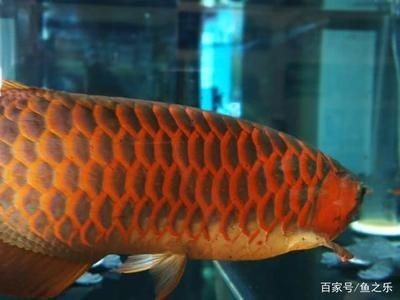 紅龍魚發色過程圖解說明