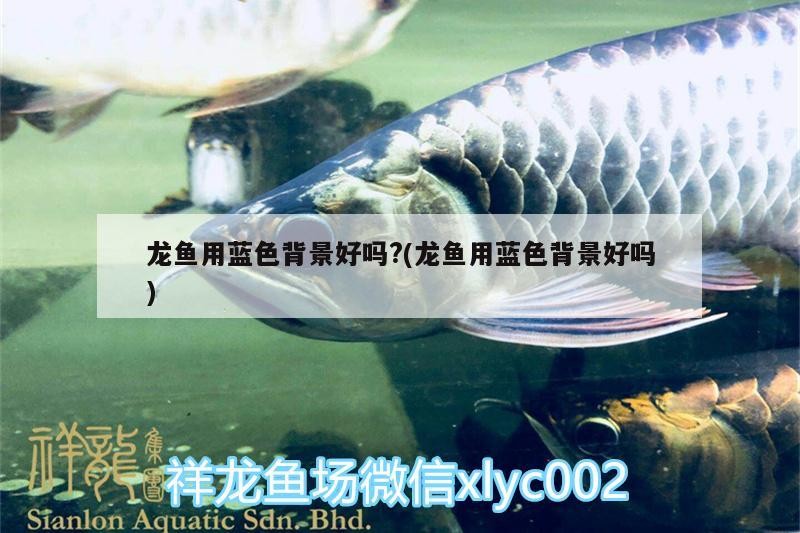 黃化銀龍魚養(yǎng)殖基地地址(黃化銀龍魚養(yǎng)殖基地地址在哪里)