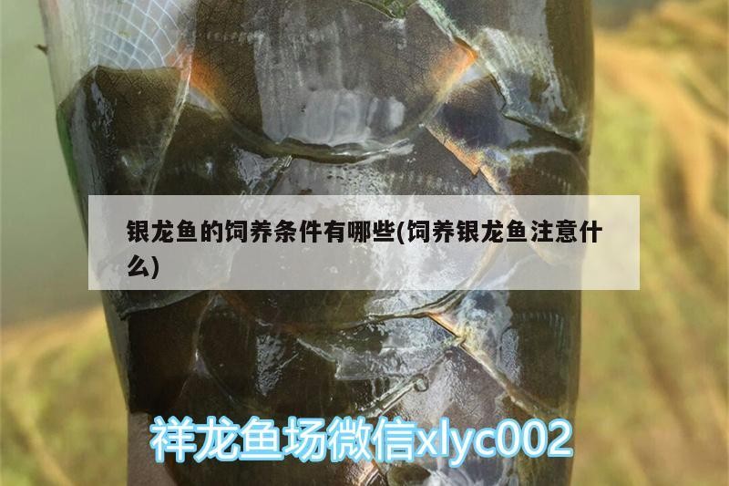 銀龍魚的飼養條件有哪些(飼養銀龍魚注意什么)