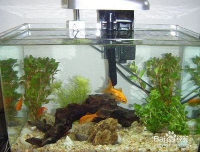 觀賞魚快遞怎么寄，廣州花地灣花鳥市場觀賞魚快遞怎么寄