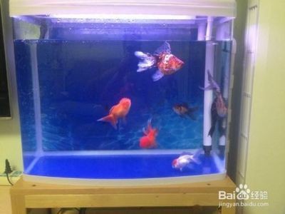 大魚缸金魚多久換一次水：大魚缸養(yǎng)金魚的水質(zhì)管理不僅關(guān)乎換水頻率