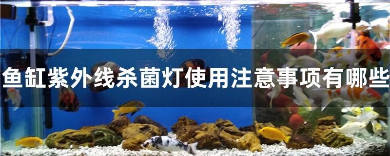 魚缸紫外線殺菌燈使用注意事項有哪些