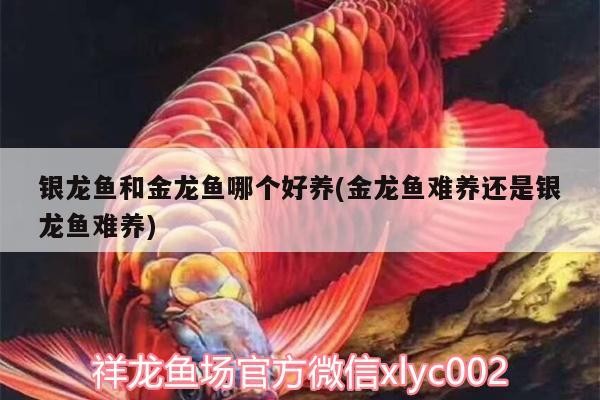 銀龍魚和金龍魚哪個(gè)好養(yǎng)(金龍魚難養(yǎng)還是銀龍魚難養(yǎng))