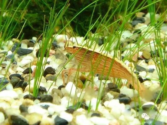 大蘇打魚缸放多少鹽最好：關(guān)于魚缸加鹽的最佳實踐