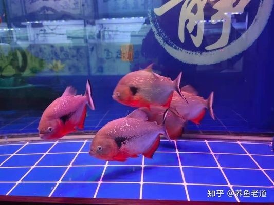 大蘇打魚缸放多少鹽最好：關(guān)于魚缸加鹽的最佳實踐