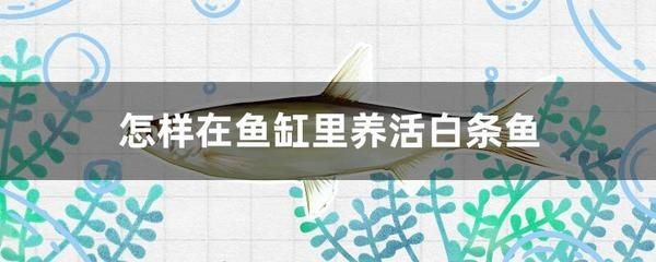 白條魚在魚缸怎么養(yǎng)