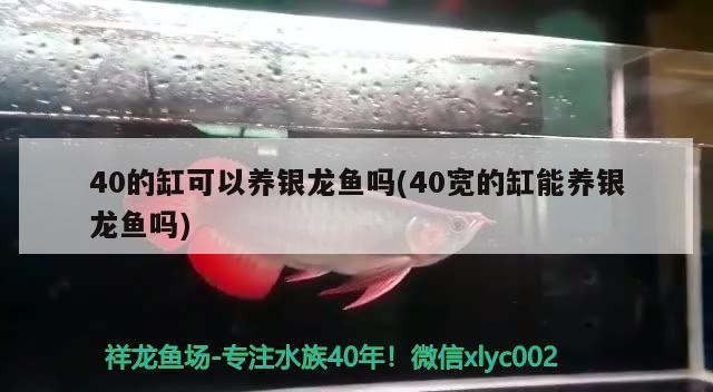 40的缸可以養銀龍魚嗎(40寬的缸能養銀龍魚嗎)