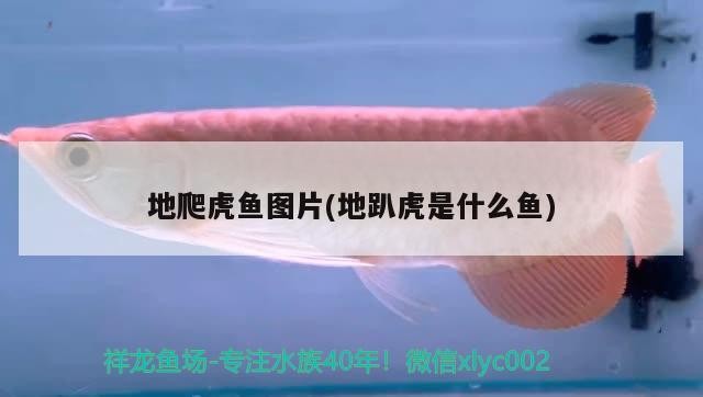 地爬虎魚圖片(地趴虎是什么魚) 地爬虎魚圖片(地趴虎是什么魚) 虎魚百科