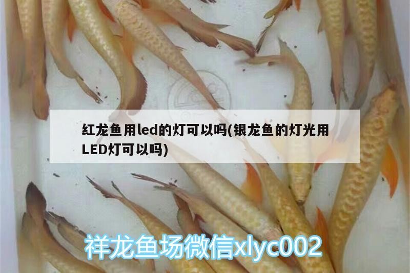 紅龍魚用led的燈可以嗎(銀龍魚的燈光用LED燈可以嗎)