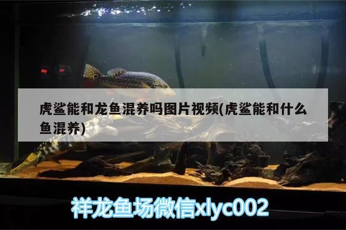 虎鯊能和龍魚混養(yǎng)嗎圖片視頻(虎鯊能和什么魚混養(yǎng))