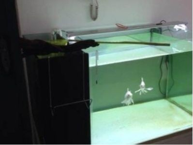 背濾魚缸濾材擺放順序：背濾魚缸濾材擺放順序是按照一定的科學原則進行的 背濾魚缸濾材擺放順序：背濾魚缸濾材擺放順序是按照一定的科學原則進行的 魚缸百科 第3張