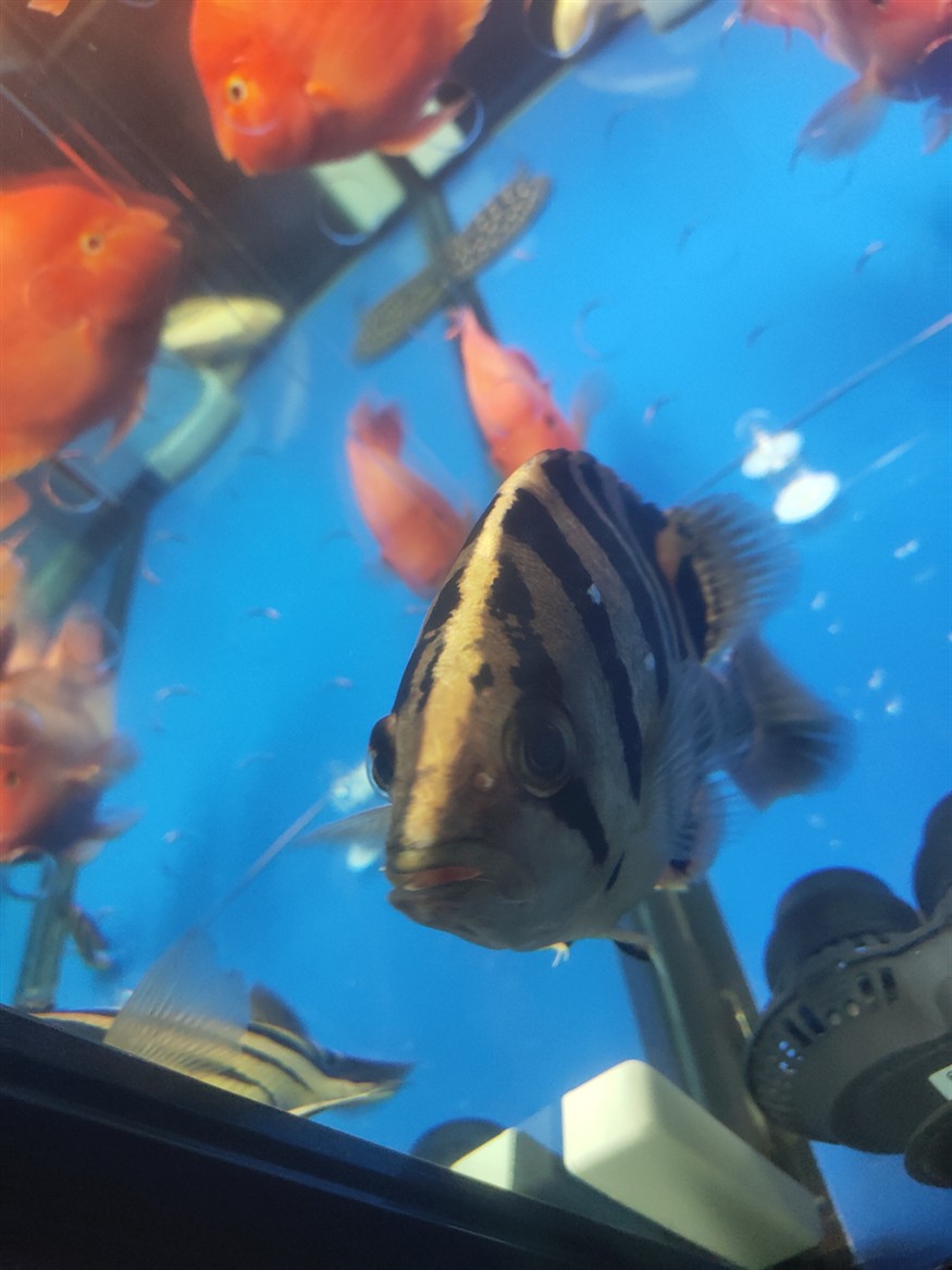 請問虎魚身上這兩處透明鱗片是怎么回事？