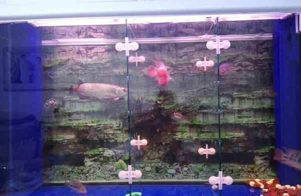 成品魚缸上過濾槽怎么放濾材：成品魚缸上過濾槽放濾材的工作原理簡單維護起來很方便 成品魚缸上過濾槽怎么放濾材：成品魚缸上過濾槽放濾材的工作原理簡單維護起來很方便 魚缸百科 第2張