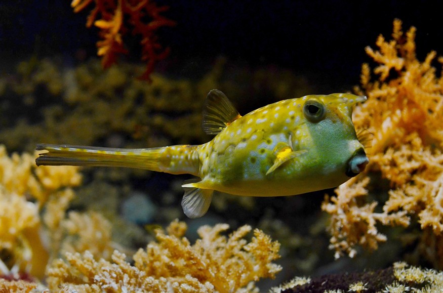 豬鼻龜適合的水溫，別人送我一棵朱砂根，葉子半青半黃半死不活的，急求恢復良方