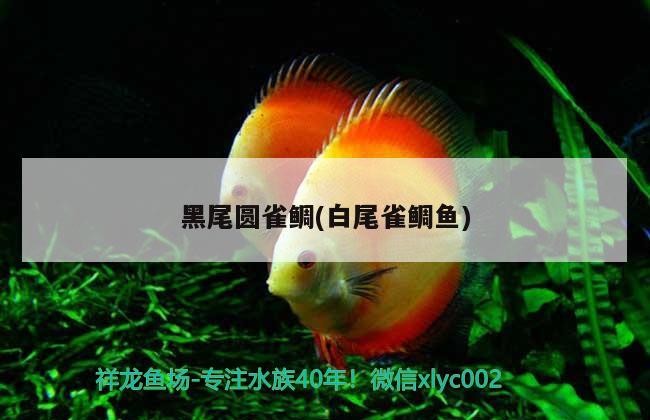 黑尾圓雀鯛(白尾雀鯛魚)
