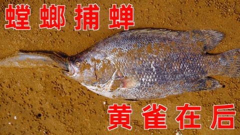 大梅小鎮魚缸：關于大梅小鎮魚缸的一些信息