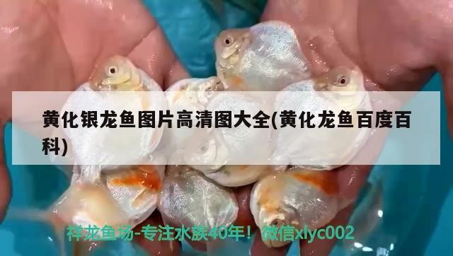 龍魚換季期間不吃食怎么辦？（魚在換季期間可能會出現食欲下降的情況，以下應對策略）