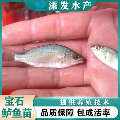 子長縣華光水族店（子長縣華光水族店電話）