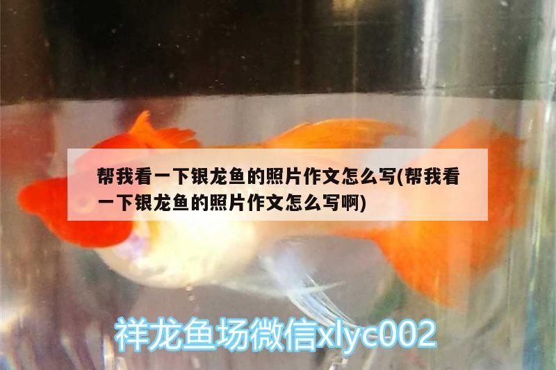 鸚鵡魚 幫我看一下銀龍魚的照片作文怎么寫(幫我看一下銀龍魚的照片作文怎么寫啊) 銀龍魚百科 幫我看一下銀龍魚的照片作文怎么寫(幫我看一下銀龍魚的照片作文怎么寫啊) 幫我看一下銀龍魚的照片作文怎么寫(幫我看一下銀龍魚的照片作文怎么寫啊) 銀龍魚百科