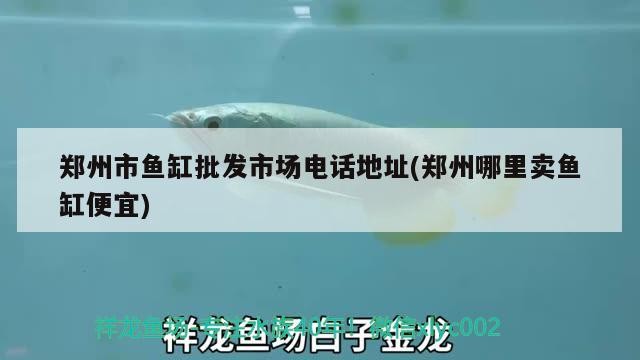 鄭州市魚缸批發市場電話地址(鄭州哪里賣魚缸便宜)