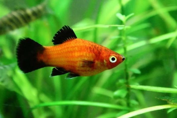 營口經濟技術開發區開心水族館（營口有水族館嗎）