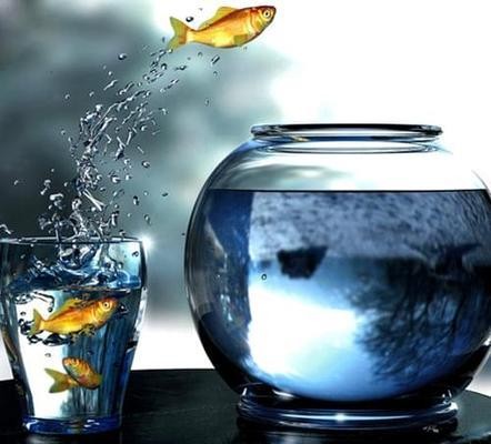 老虎魚價格多少一斤（老虎魚價格多少一斤正常圖片）