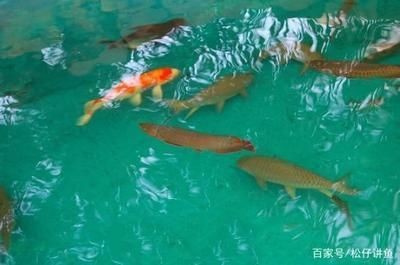 錦鯉能跟龍魚混養嗎