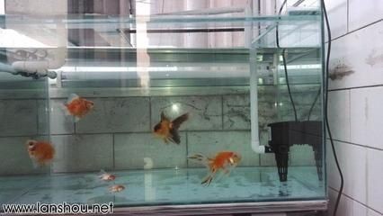 營口經濟技術開發區龍緣水族館（營口經濟技術開發區龍緣水族館地址）