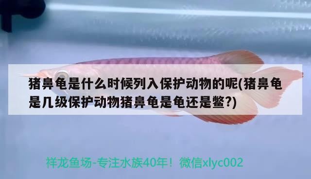 豬鼻龜是什么時候列入保護動物的呢(豬鼻龜是幾級保護動物豬鼻龜是龜還是鱉?) 豬鼻龜是什么時候列入保護動物的呢(豬鼻龜是幾級保護動物豬鼻龜是龜還是鱉?) 豬鼻龜百科