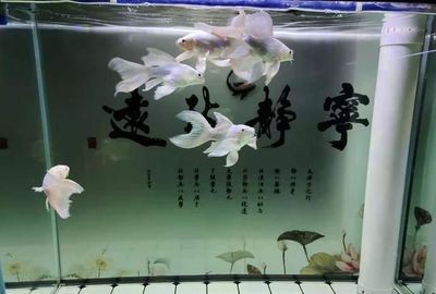 海州區(qū)水異閣寵物用品水族生活館（海州區(qū)水異閣寵物用品水族生活館電話）