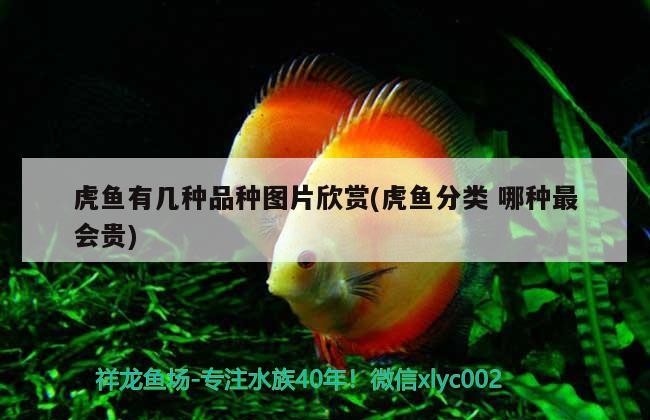 虎魚有幾種品種圖片欣賞(虎魚分類哪種最會貴) 虎魚有幾種品種圖片欣賞(虎魚分類哪種最會貴) 虎魚百科