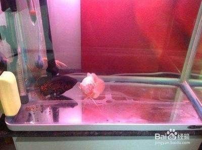如何設置貓與魚的隔離區(qū)，寵物養(yǎng)護中為貓和魚設置一個隔離區(qū)是至關(guān)重要的