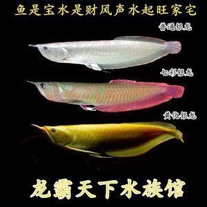 龍魚與虎魚混養視頻播放器(龍魚與虎魚混養視頻播放器)