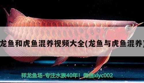 龍魚和虎魚混養視頻大全(龍魚與虎魚混養)