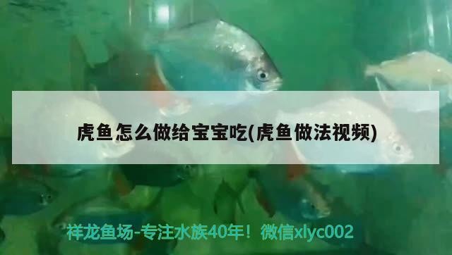 虎魚怎么做給寶寶吃(虎魚做法視頻)